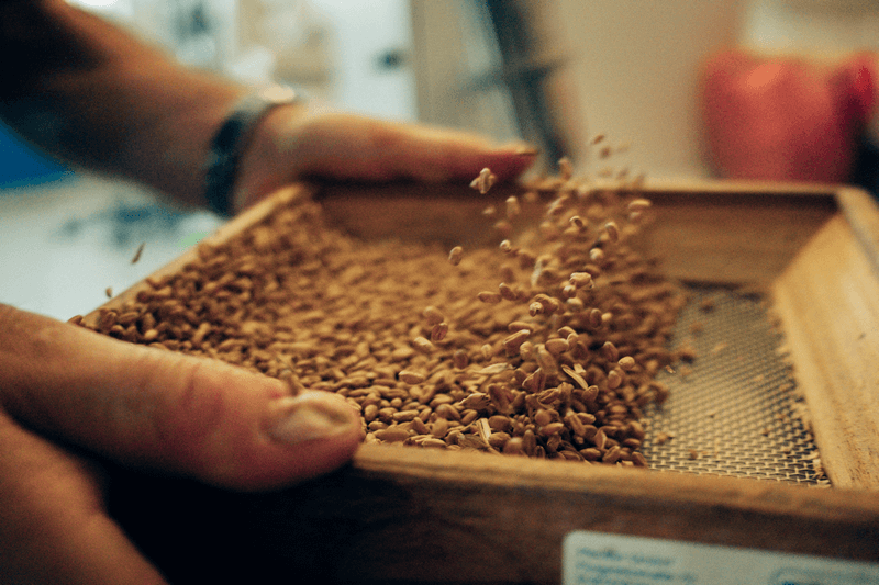 Getreidekontrolle bei Viela Export GmbH